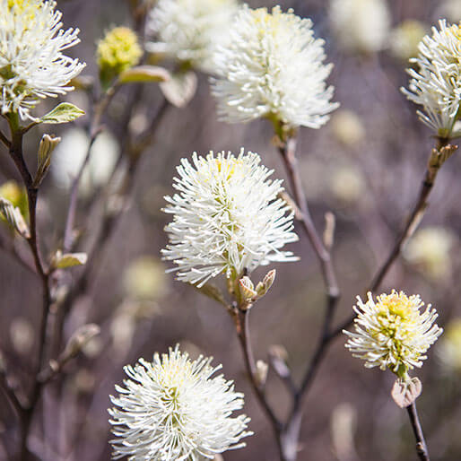 portfolio-white-flowers